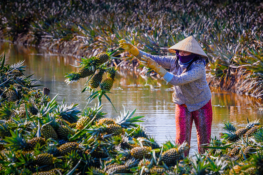 Chạy Mekong Delta Marathon, nếm dứa Cầu Đúc nức tiếng Hậu Giang