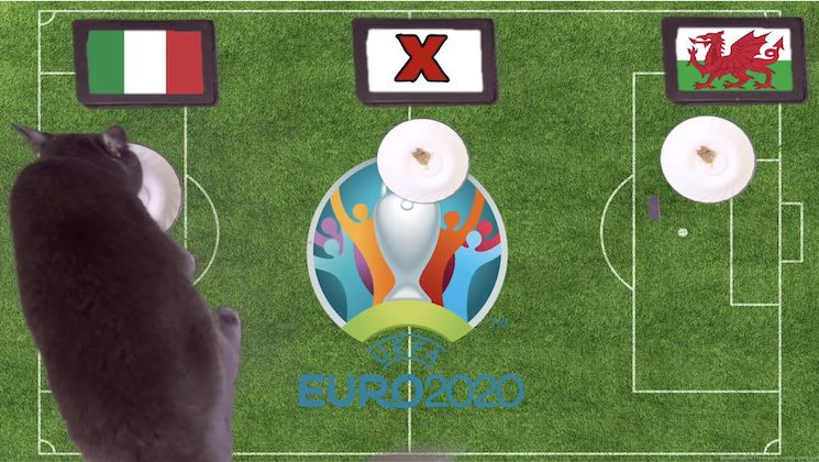 Mèo tiên tri dự đoán bóng đá EURO hôm nay 20/6: Italia vs Xứ Wales
