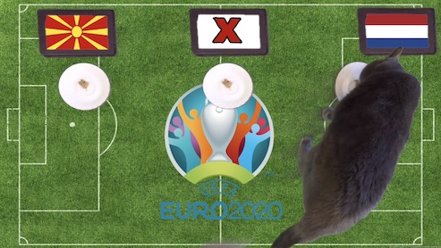 Mèo tiên tri dự đoán kết quả bóng đá Bắc Macedonia vs Hà Lan Mèo tiên tri dự đoán kết quả bóng đá Bắc Macedonia vs Hà Lan