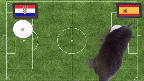 Mèo tiên tri dự đoán kết quả bóng đá Croatia vs Tây Ban Nha Mèo tiên tri dự đoán kết quả bóng đá Croatia vs Tây Ban Nha