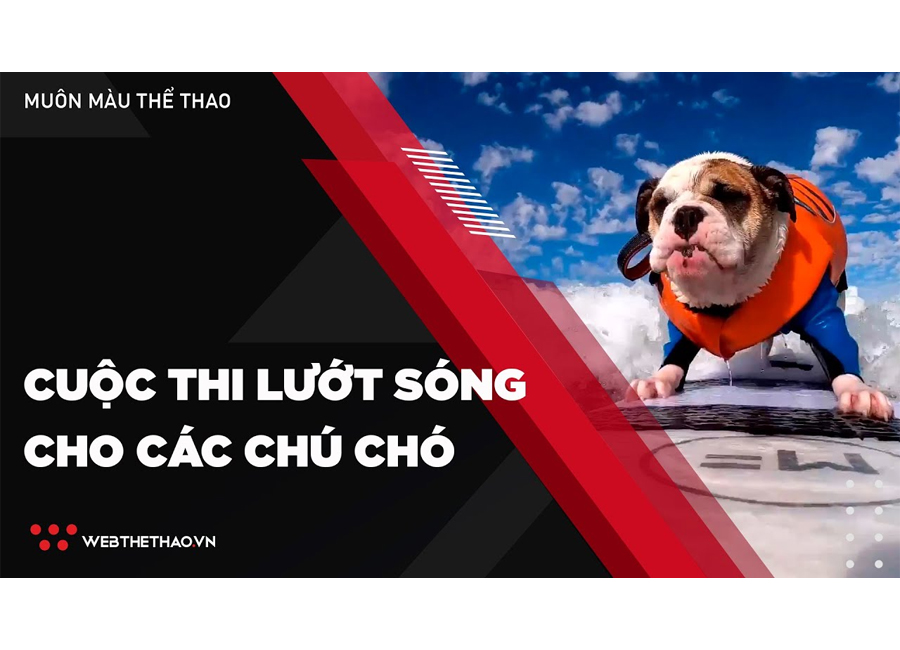 Thú vị cuộc thi lướt sóng cho các chú chó