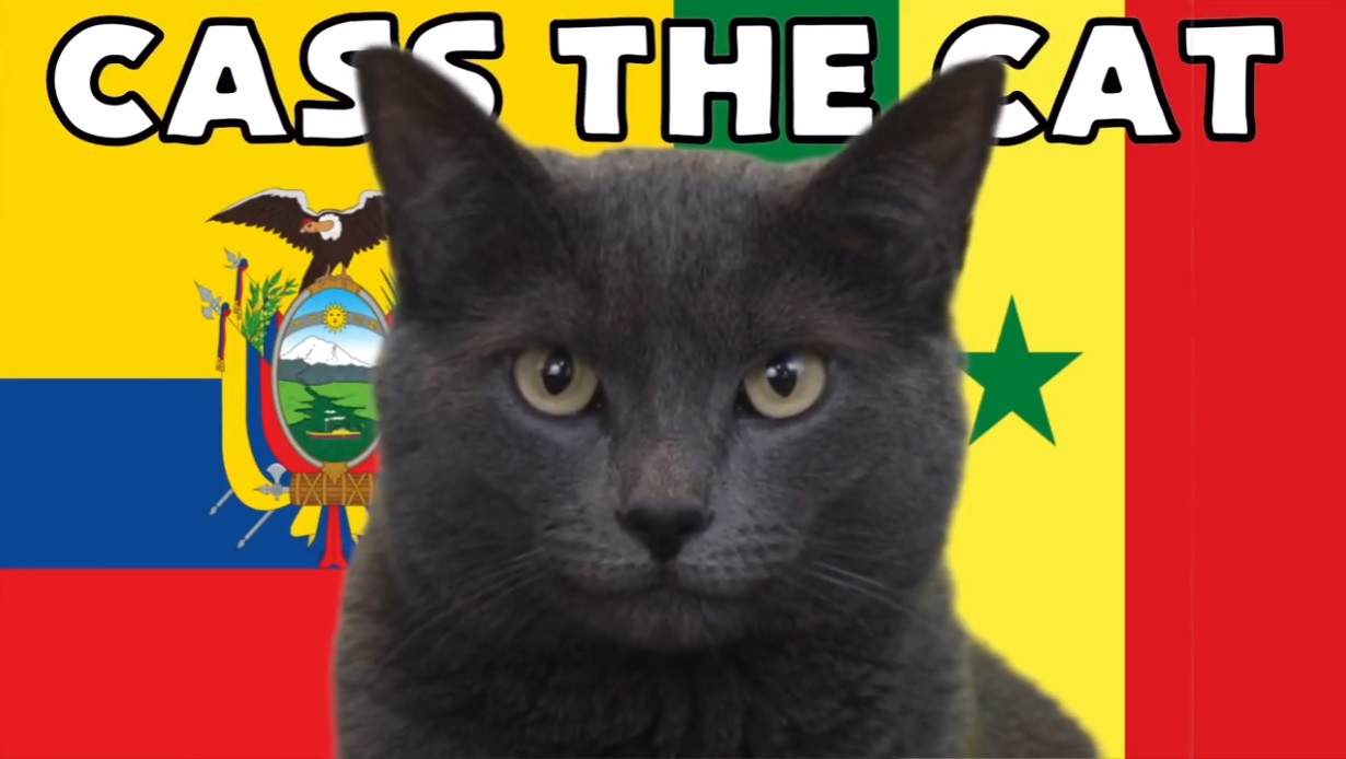 Mèo tiên tri dự đoán Ecuador vs Senegal, 22h ngày 29/11
