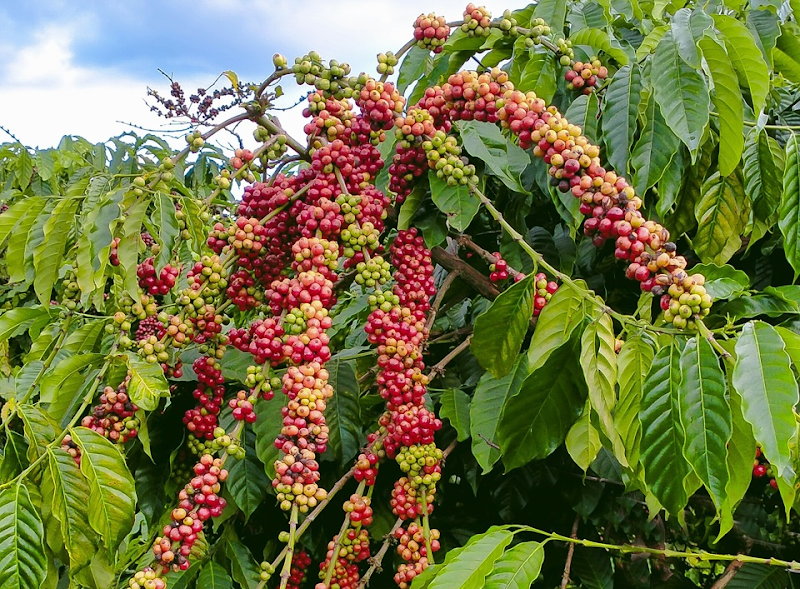 Giá nông sản cà phê, tiêu, sầu riêng liên tục lập đỉnh 6 tháng đầu năm