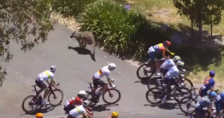 Hy hữu: Tay đua xe đạp Jay Vine đâm trúng Kangaroo ở vận tốc 50km/h vẫn vô địch Tour Down Under