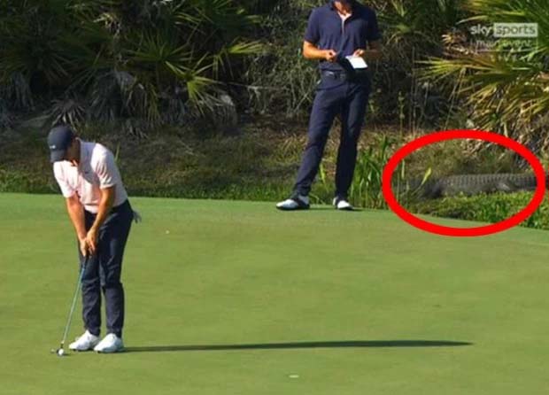 Cảnh hy hữu ở giải golf VĐTG: Hồn nhiên đấu ngay trước mõm cá sấu!