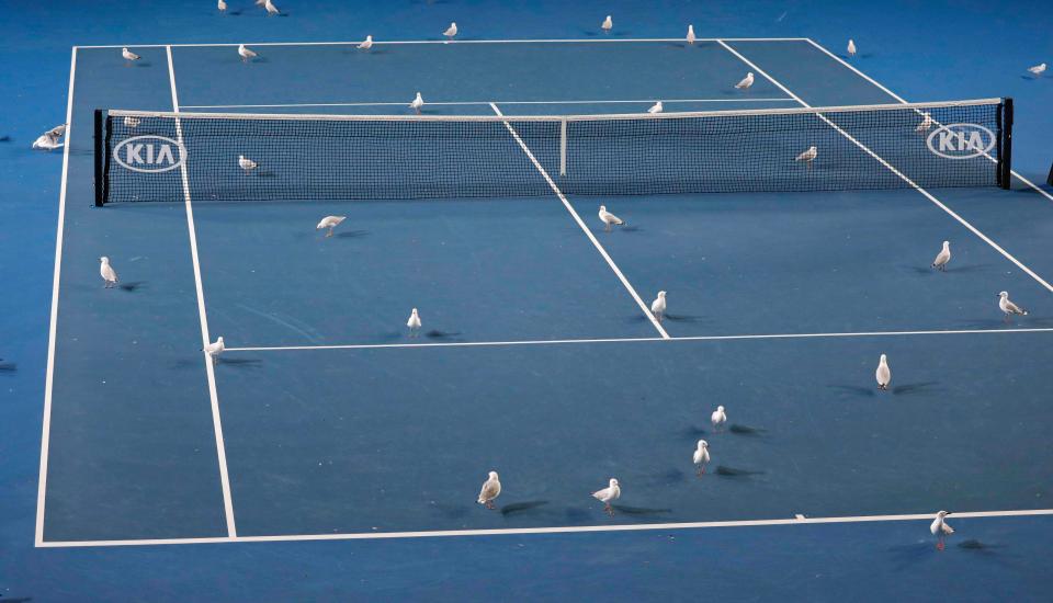 Lạ lùng trận đấu đỉnh cao giải Australian Open bị hoãn trễ kỷ lục lịch sử chỉ vì... phân chim