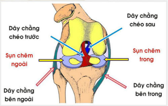 Bí kíp bồi bổ khớp và dây chằng khớp gối từ các võ sĩ MMA: Bạn đã biết?