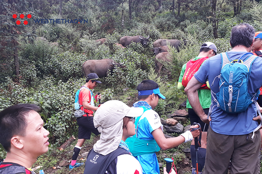 Vì sao phải chạy ở Vietnam Mountain Marathon ít nhất một lần trong đời? Vì sao phải chạy ở Vietnam Mountain Marathon ít nhất một lần trong đời?