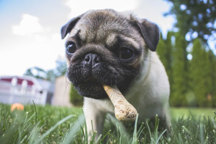 Các cách đối phó chó tấn công khi chạy bộ