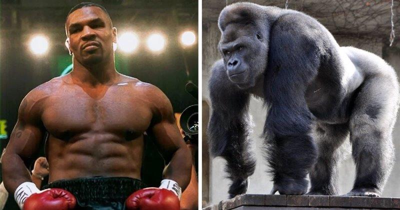 Mike Tyson đã từng suýt chi 10000 USD để đấm nhau với khỉ đột
