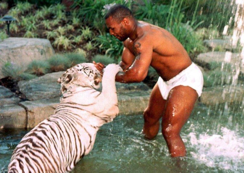 Mike Tyson đã từng suýt chi 10000 USD để đấm nhau với khỉ đột