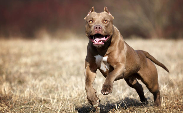 Nữ runner chạy trối chết vì bị chó pitbull hơn 36kg tấn công ở giải bán marathon