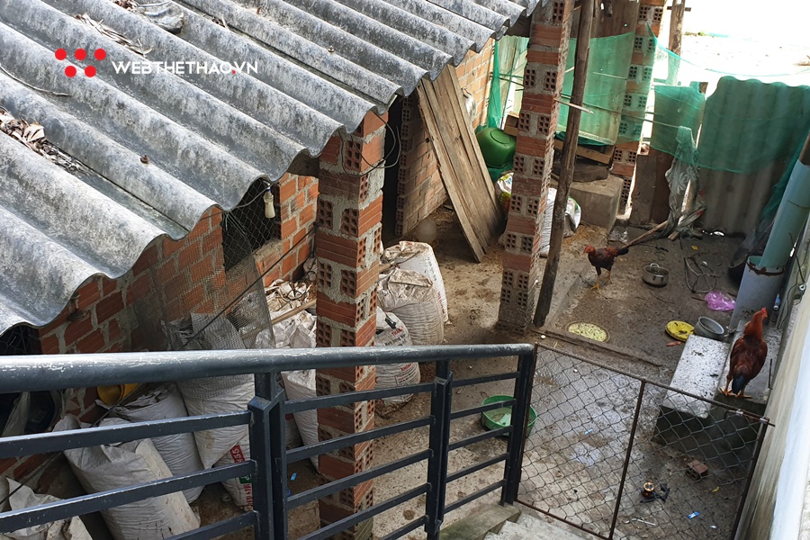 Về quê Hồng Lệ chăn lợn rừng, đuổi gà chạy bộ và ăn cà xanh chấm mắm cá Về quê Hồng Lệ chăn lợn rừng, đuổi gà chạy bộ và ăn cà xanh chấm mắm cá