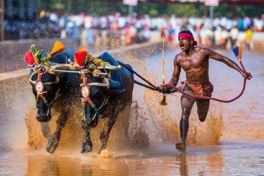 Anh công nhân Ấn Độ “nài trâu” chạy nhanh hơn Tia chớp Jamaica Usain Bolt