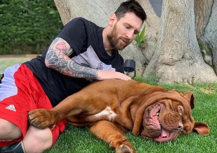 Chú chó Hulk của Messi giống gì, giá bao nhiêu?