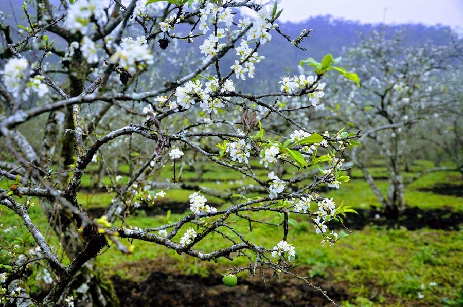 Trọng Nhơn sẽ cạnh tranh với Quang Trần tại VTM2020? Trọng Nhơn sẽ cạnh tranh với Quang Trần tại VTM2020?
