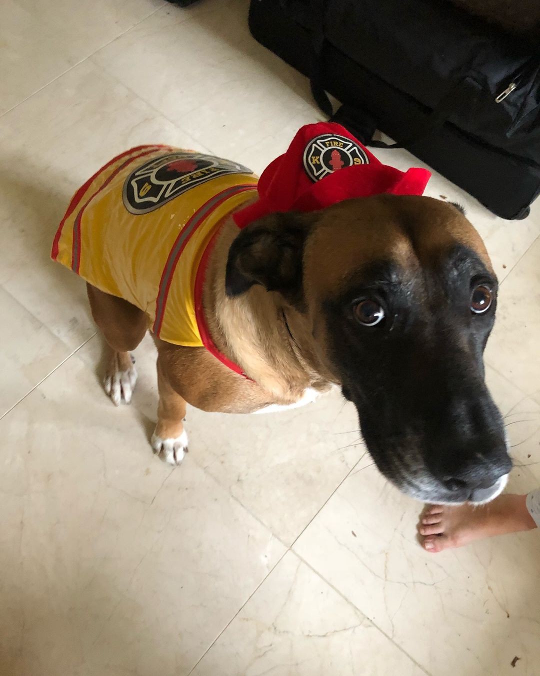 Chùm ảnh: Các sao MMA ăn Halloween như thế nào? - Ảnh 3. Chùm ảnh: Các sao MMA ăn Halloween như thế nào? - Ảnh 3.