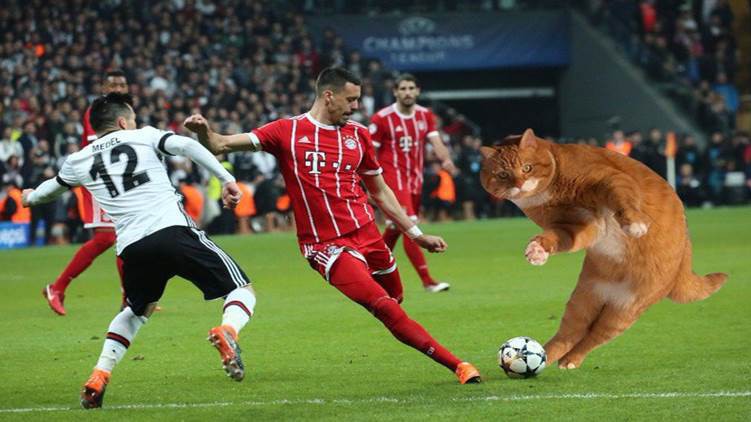 Chú mèo khiến Besiktas mất gần... 1 tỷ đồng nộp phạt ở trận gặp Bayern Munich