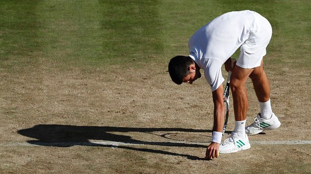 Wimbledon cân nhắc cấy thêm cỏ nhân tạo ở các sân tổ chức giải