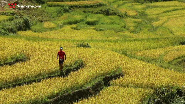 Vietnam Mountain Marathon 2018: Sải bước chân-Ngắm mùa vàng