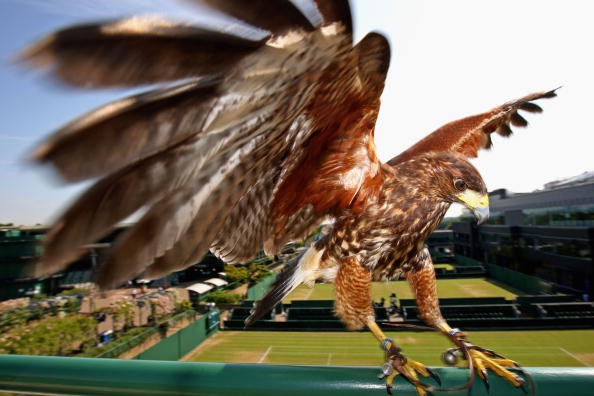 Những điều khiến Wimbledon là giải đấu có một không hai (Phần 1)
