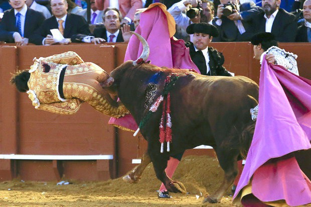 Hy hữu: Matador trẻ 2 lần thoát khỏi lưỡi hái "thần chết"