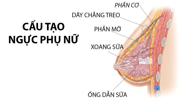 Cấu tạo ngực phụ nữ Cấu tạo ngực phụ nữ