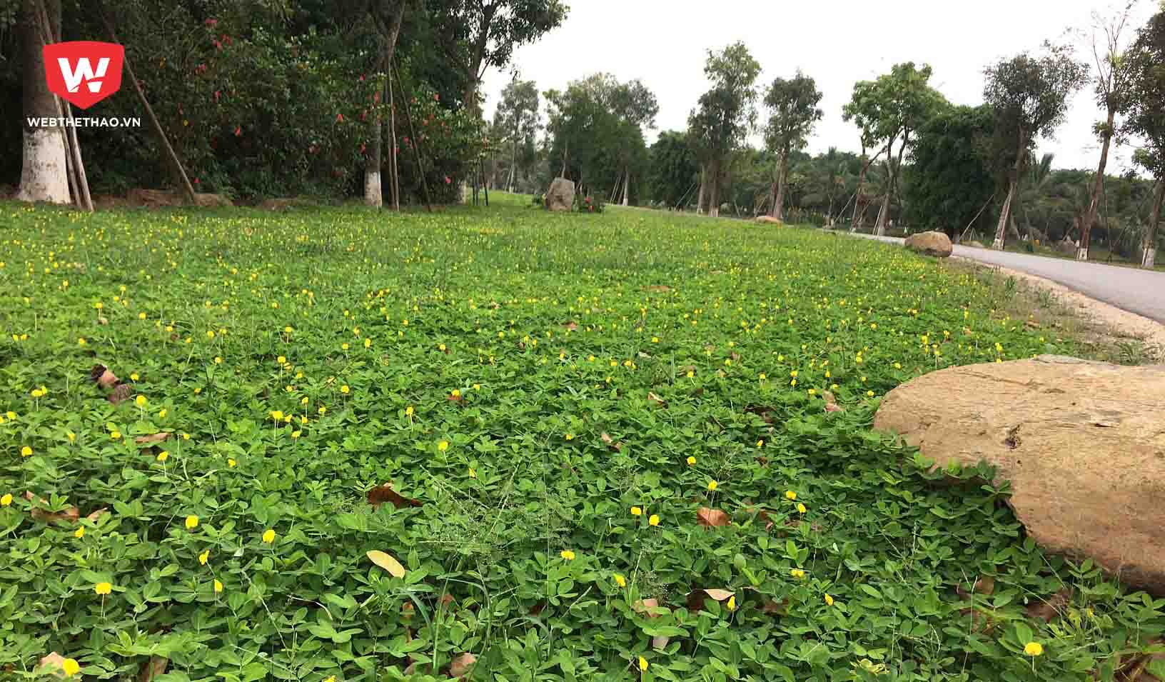 Khám phá đường chạy "hoa vàng trên cỏ xanh" của Ecopark Marathon
