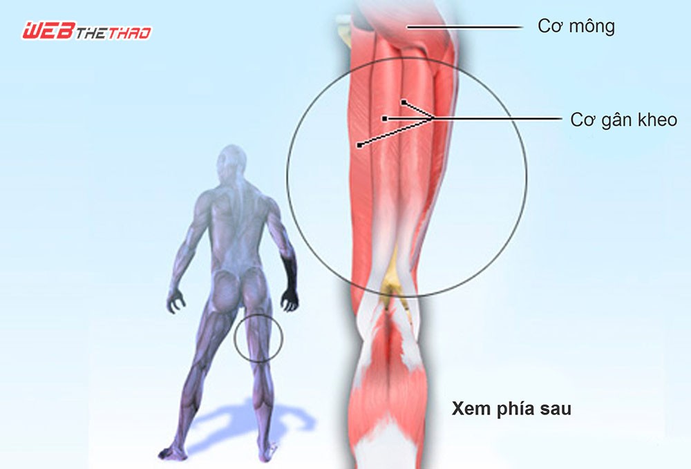 Vị tr&iacute; chấn thương g&acirc;n kheo ph&aacute;i sau đ&ugrave;i phải trung vệ Văn Pho mắc phải.