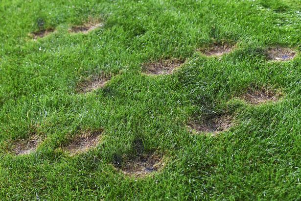 Pháo sáng nguy hiểm cỡ nào và tại sao cấm đốt trong sân vận động?