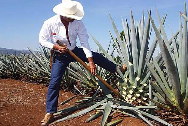 Cây Agave là nguyên liệu chính để sản xuất rượu Tequila trứ danh của người Mexico Cây Agave là nguyên liệu chính để sản xuất rượu Tequila trứ danh của người Mexico