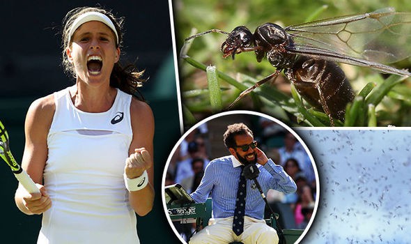 "Khách không mời” tấn công tay vợt ở Wimbledon 2017