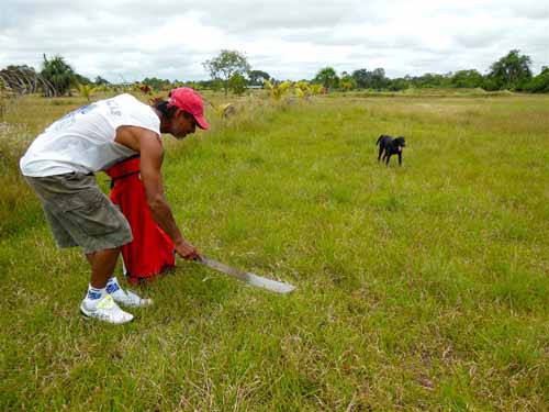 Chơi golf trong rừng Amazon