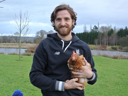 Joe Allen làm bạn với... gà