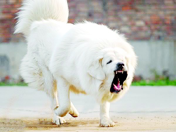Mạn đàm về bóng đá và loài chó: Dạy loài chó Trung Quốc một bài học bằng cách nào?