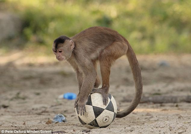 Chú khỉ phô diễn kỹ thuật như Luis Suarez