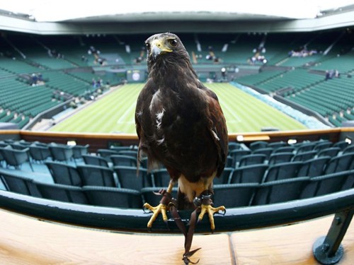 Hướng tới Wimbledon 2015: Mắt diều hâu canh bầu trời