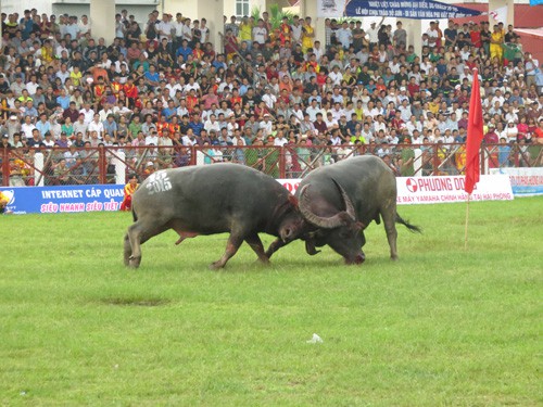 Chung kết Lễ hội chọi trâu Đồ Sơn 2015: 16 “ông trâu” thi tài