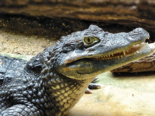 Olympic Rio 2016: Nỗi lo cá sấu Caiman